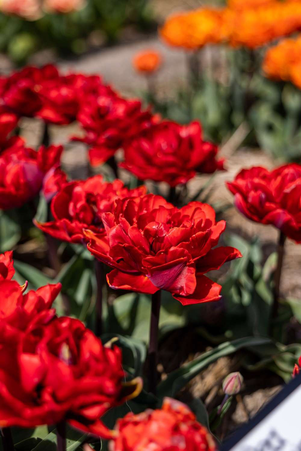 Tulpan 'Red Princess'